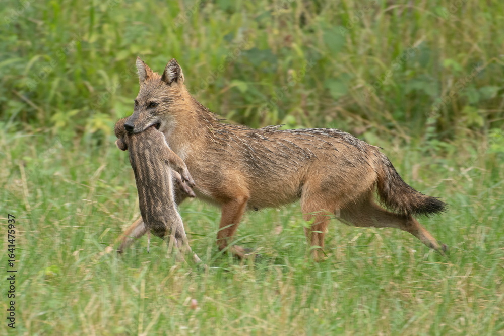 Fototapeta premium Golden jackal with prey in mouth