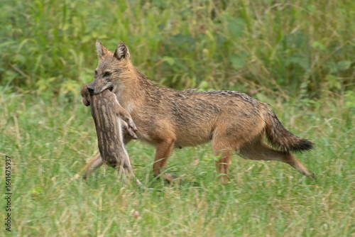 Golden jackal with prey in mouth