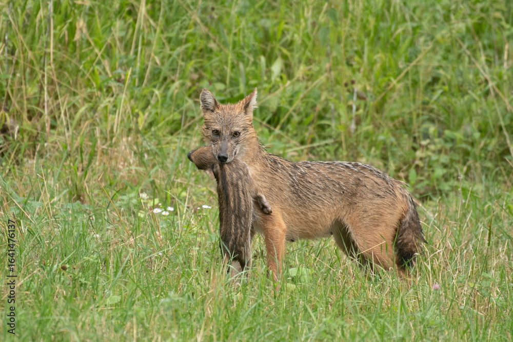 Fototapeta premium Golden jackal with prey in mouth