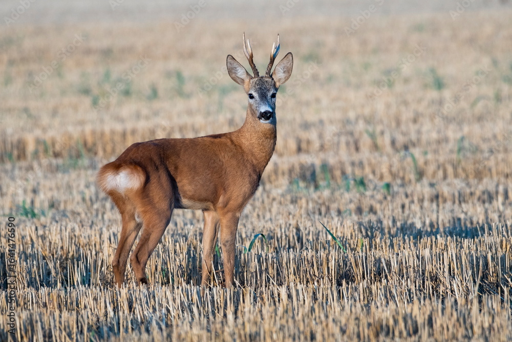 Fototapeta premium A beautiful roe deer in the field
