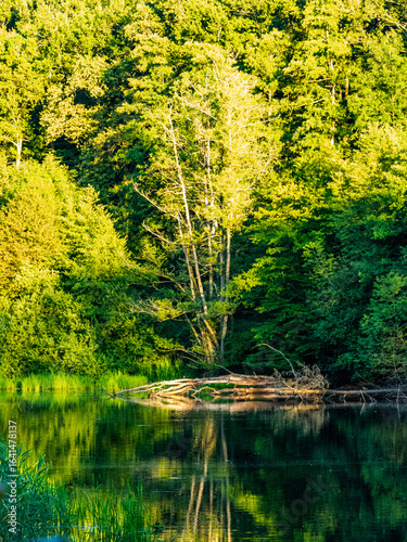 Fotografie Spiegellung in einem Waldsee