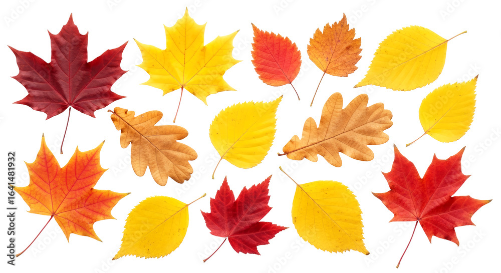 Obraz premium vibrant autumn leaves collection perfect for fall designs seasonal projects