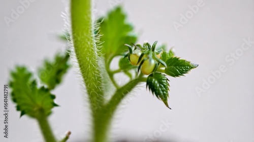 Close-up of Young Tomato Plant with Tiny Fruits