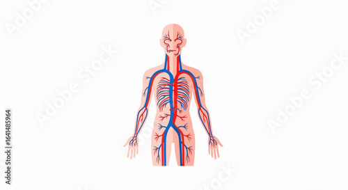 Flat-style illustration of human circulatory system, showing arteries in red and veins in blue, detailed anatomical representation.