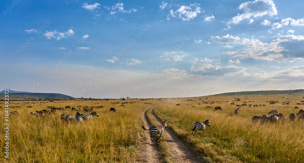 Obraz premium Zebras Crossing the Savannah Track in Maasai Mara