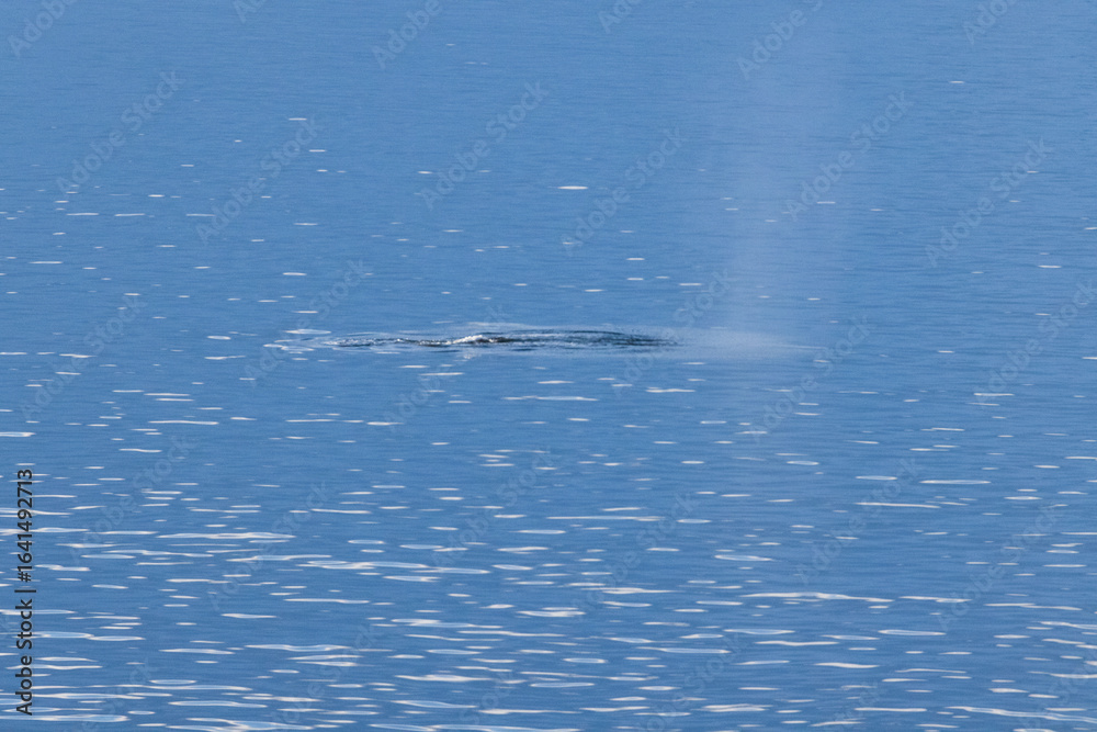 Fototapeta premium Whale swimming in the Southern Ocean