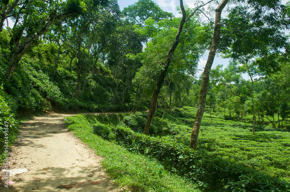 Fototapeta premium Lush Green Pathway through a Verdant Landscape Nature Photography