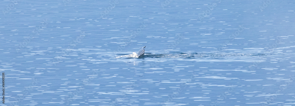 Naklejka premium Whale swimming in the Southern Ocean
