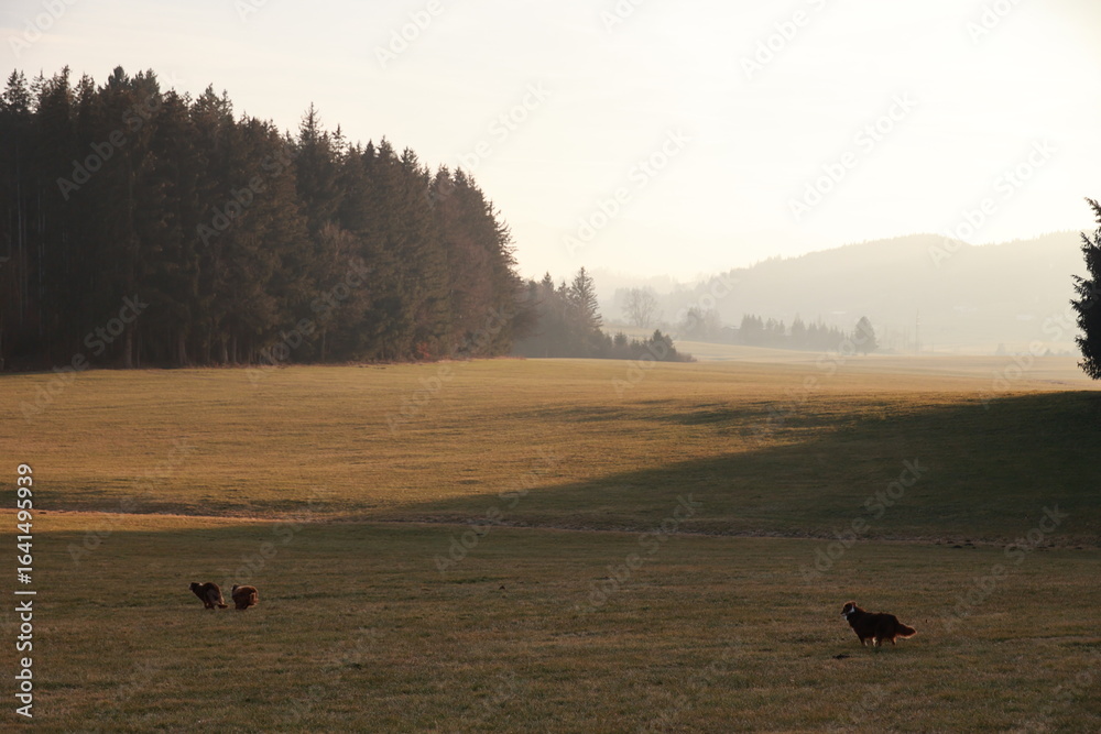 Obraz premium Field with a few trees and a few dogs