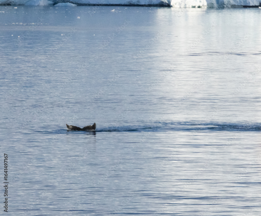 Fototapeta premium Whale swimming in the Southern Ocean