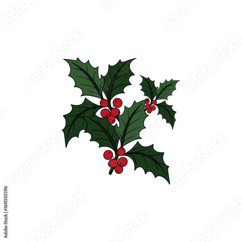 Christmas plant holly berries. Winter seasonal decoration plant with green leaves. Xmas and New Year element collection 