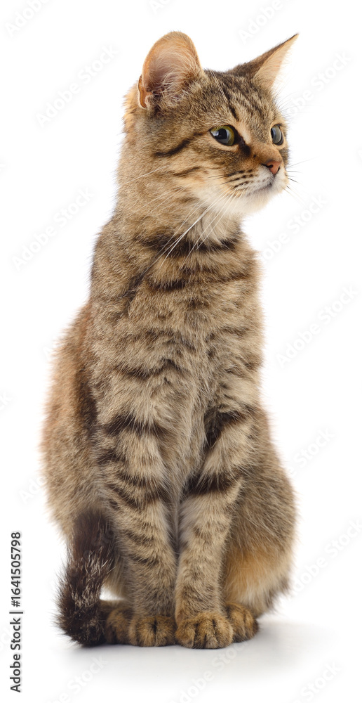 Fototapeta premium Domestic tabby cat sitting in profile view, isolated on white background