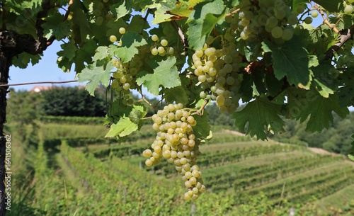 Photography Ripe grape of Sauvignon Blanc grown on  a hill,  with a landscape of the underly