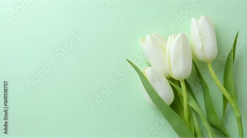 "Elegant White Tulips on a Gentle Green Background with Copy Space"