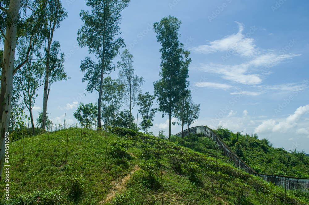 Fototapeta premium Serene Landscape: A Captivating Impressionist View of Nature's Beauty under a Bright Blue Sky with Lush Greenery and Towering Trees