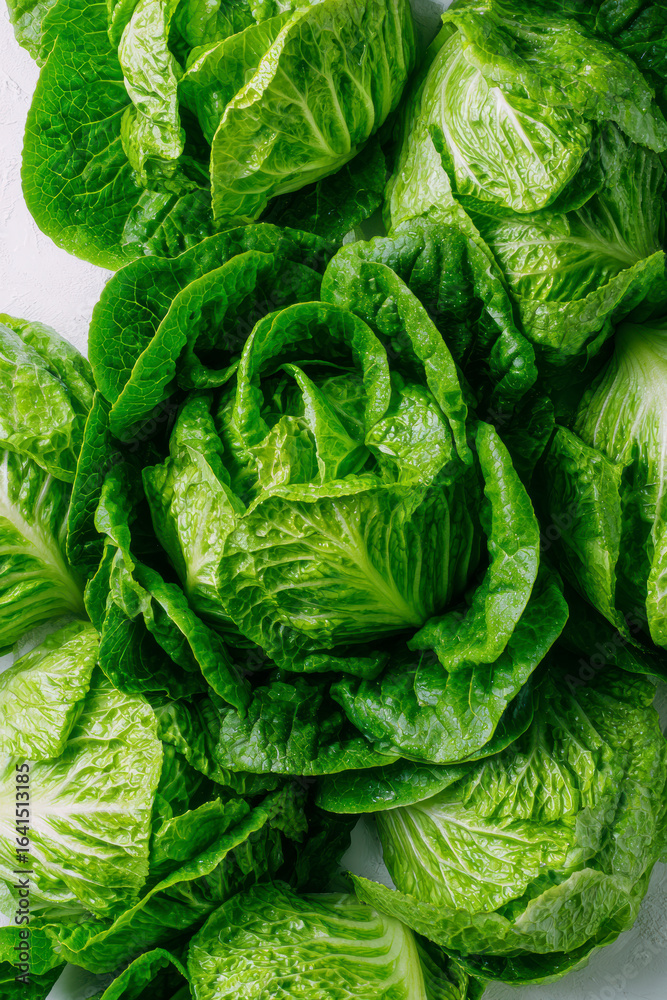 Fototapeta premium Fresh romaine lettuce heads, vibrant green leaves, ready for a healthy salad or nutritious side dish.