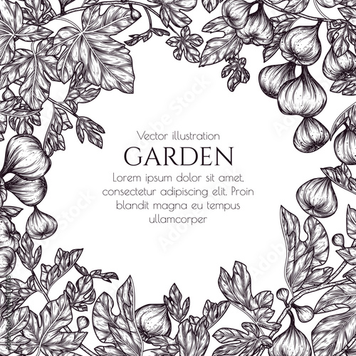 Vector frame with fig fruit tree. Fresh farm fruits. Organic farming. Nutrition banner, healthy eating	