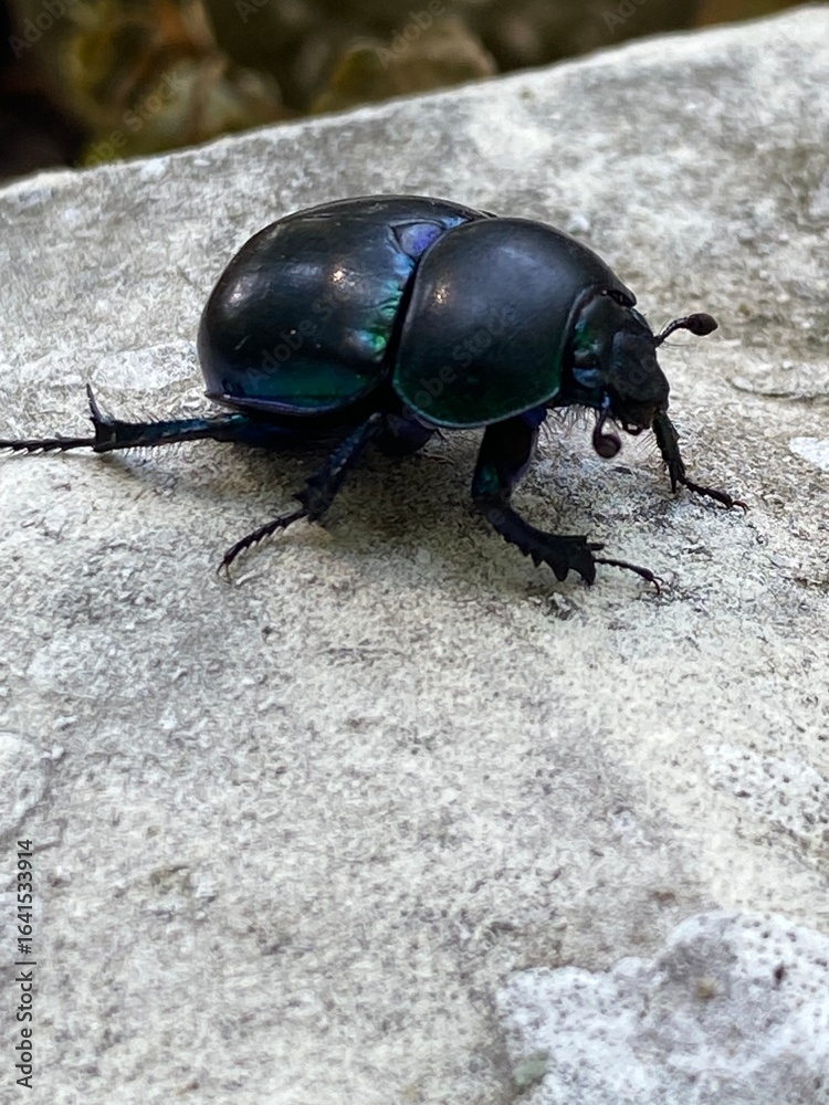 beetle on the stone beetle on the stone