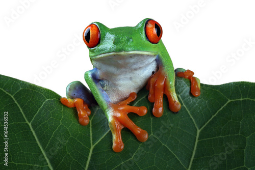 Bild auf Leinwand Red-eyed tree frog closeup on leaves, Red-eyed tree frog (Agalychnis callidryas)