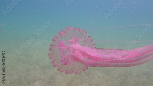 Mauve Stinger Purple Jellyfish - (Pelagia noctiluca), Underwater Video