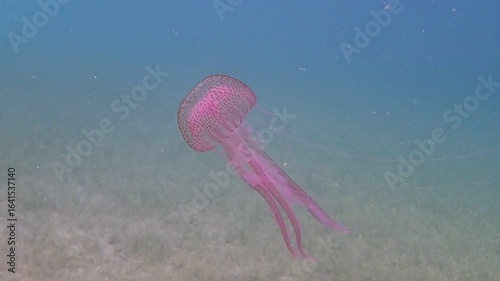 Mauve Stinger Purple Jellyfish - (Pelagia noctiluca), Underwater Video