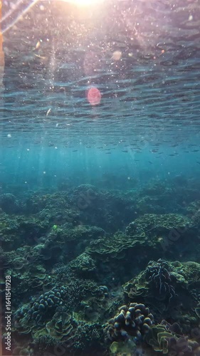 Underwater View of Coral Reef and Swimming Tropical Fish