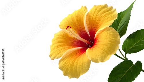 Wallpaper Mural Yellow hibiscus flower isolated Torontodigital.ca