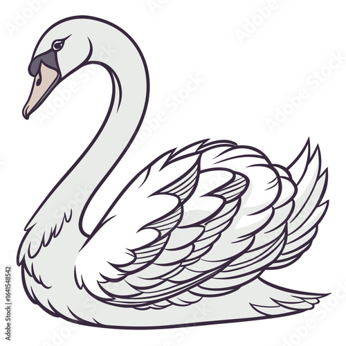 black swan vector illustration