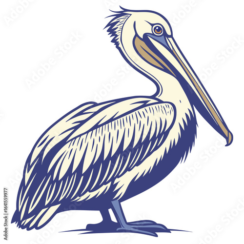 pelican on white