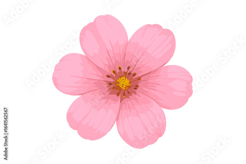 Pink flower isolated on transparent background, detailed vector illustration of blooming pink blossom, floral design element, spring nature symbol with clear PNG transparency