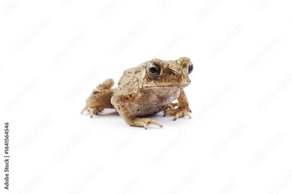 Fototapeta premium common toad isolated