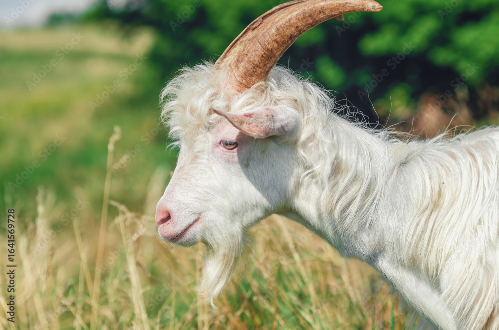 Obraz premium Cute white curly fluffy horned goat on pasture in summer. Blurred pasture background. Side view.