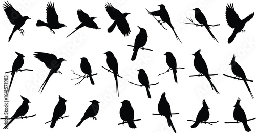 Collection of black bird silhouettes in flight and perched on branches white background flying