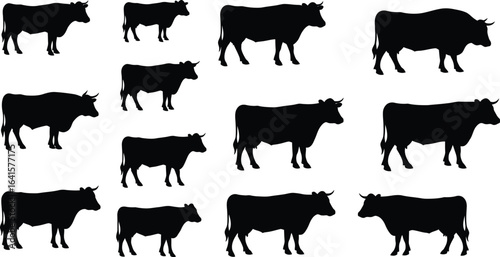 Collection of black cow silhouettes on white background cattle livestock