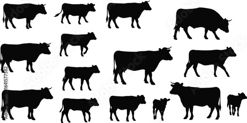 Collection of black cow and calf silhouettes on white background cattle