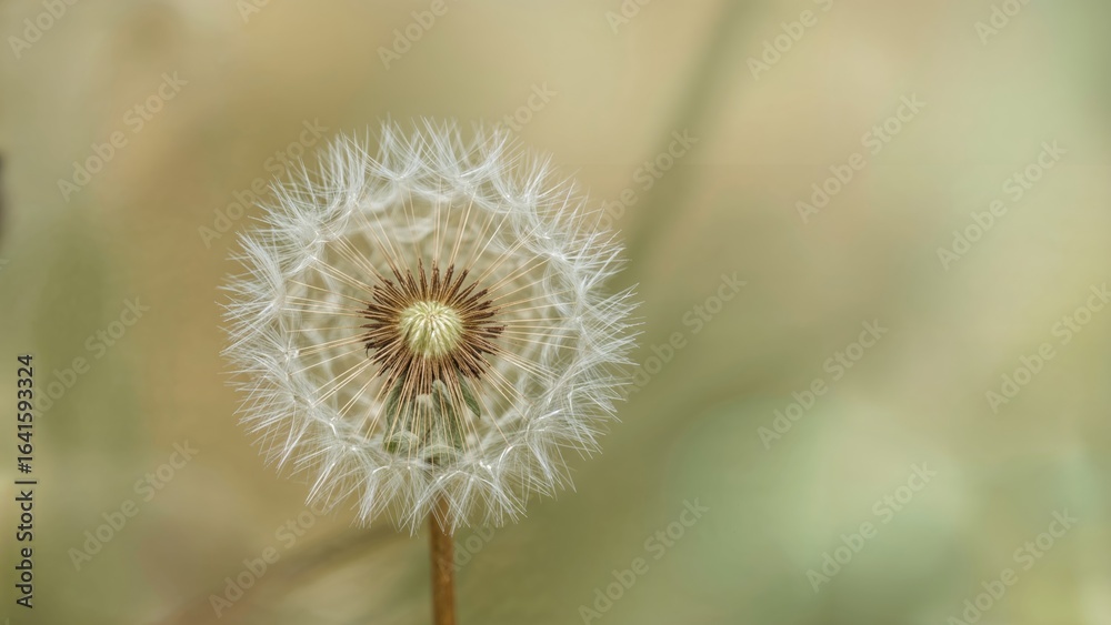 Detailed view of a dandelion seed Detailed view of a dandelion seed