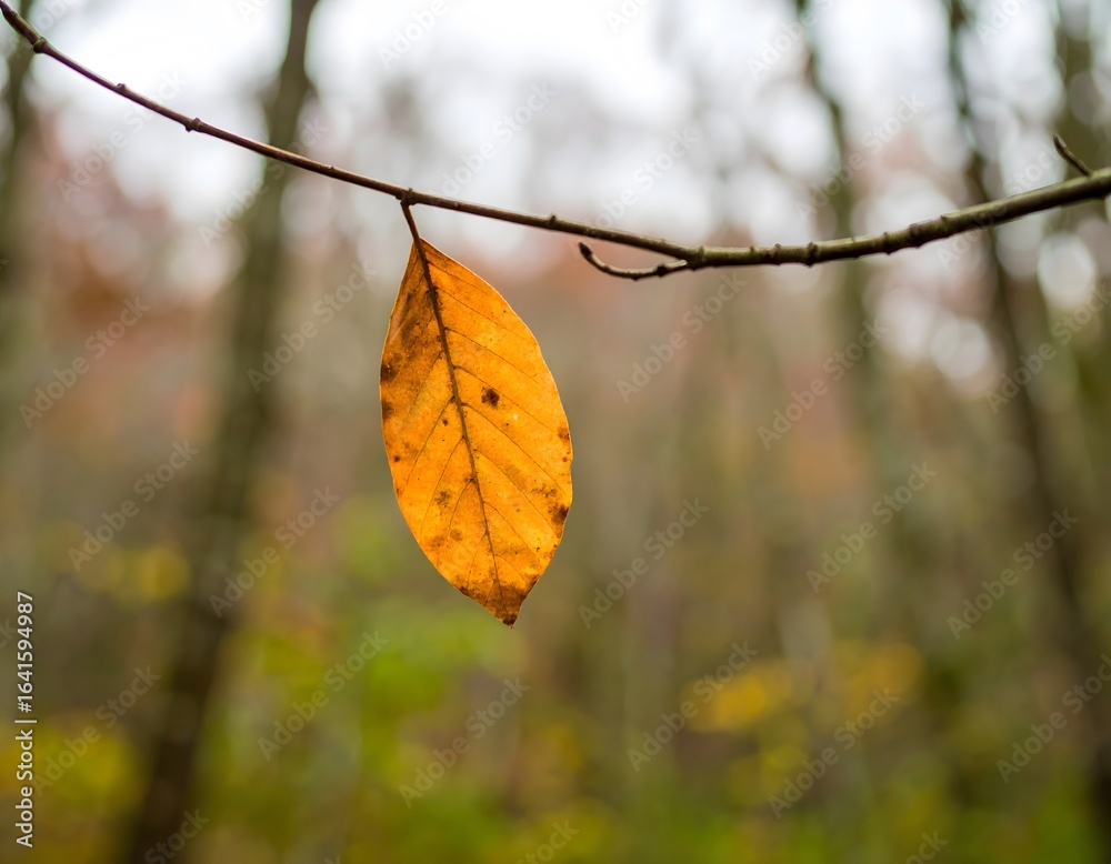 Obraz premium A solitary golden autumn leaf clings to a bare branch in a tranquil forest, symbolizing the quiet beauty of seasonal change