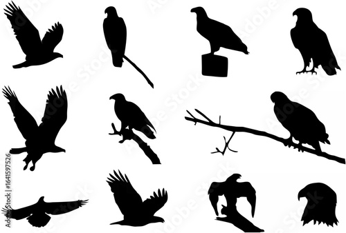 Eagle Silhouettes - Flying Bi...