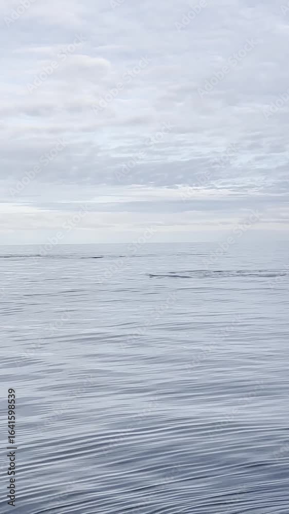 Majestic Whale Breaching the Ocean Surface Under Moody Skies Majestic Whale Breaching the Ocean Surface Under Moody Skies