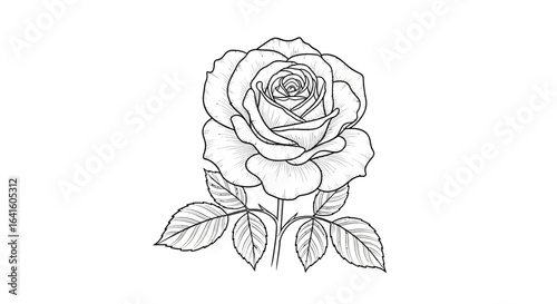 Detailed line art illustration of a rose with leaves, showcasing intricate petal layering and delicate stem structure on a white background.
