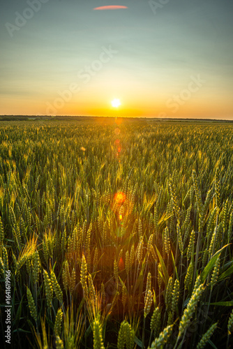 A beautiful sunset over a vast field of green wheat, with the sun casting a warm glow and a line of light flares visible on the photo.