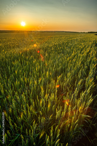 An atmospheric image of a vast green wheat field at sunset, with the sun low on the horizon and beautiful lens flares.