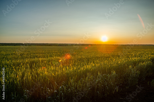 A picturesque sunset over a golden wheat field, with the sun casting a warm glow and a subtle lens flare.