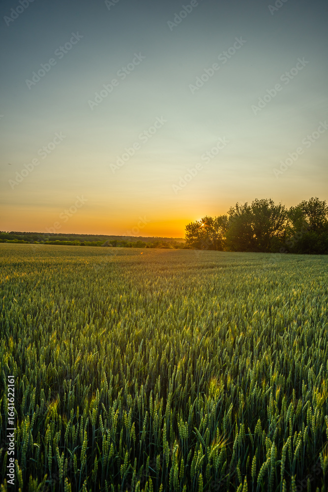 Obraz premium A wide-angle shot of a lush green wheat field at sunset, with a line of trees on the horizon and a hazy, warm sky.