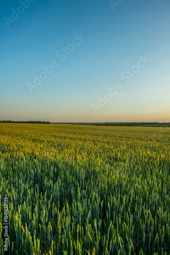 A vast green wheat field stretching to the horizon under a clear, bright blue sky in the evening.
