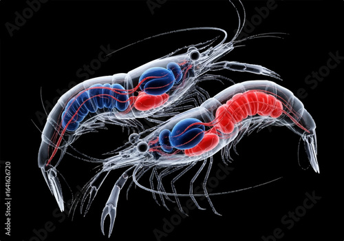 Transparent Shrimp Anatomy Showing Internal Organs