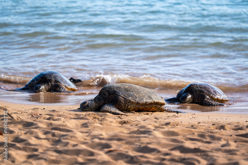 Fototapeta Naklejka Na Ścianę i Meble -  Sea turtles coming to shore to rest