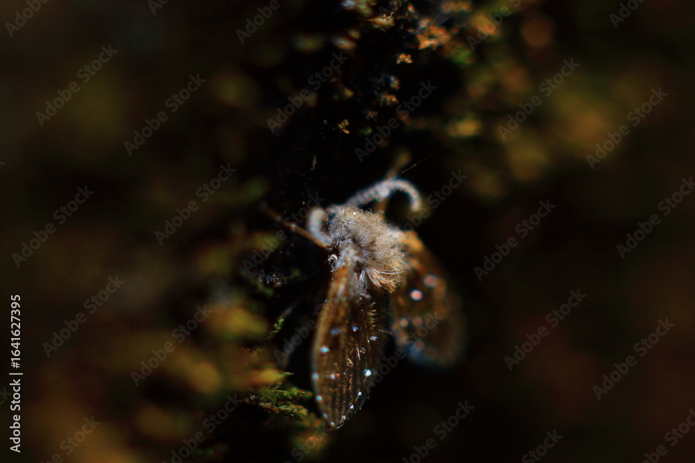 Obraz premium bee on a tree