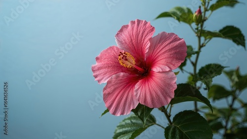 Wallpaper Mural Hibiscus Bloom in Pink Torontodigital.ca
