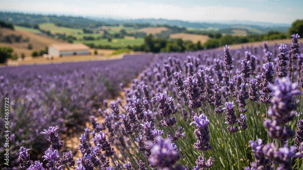 Fototapeta premium Fragrant lavender plants